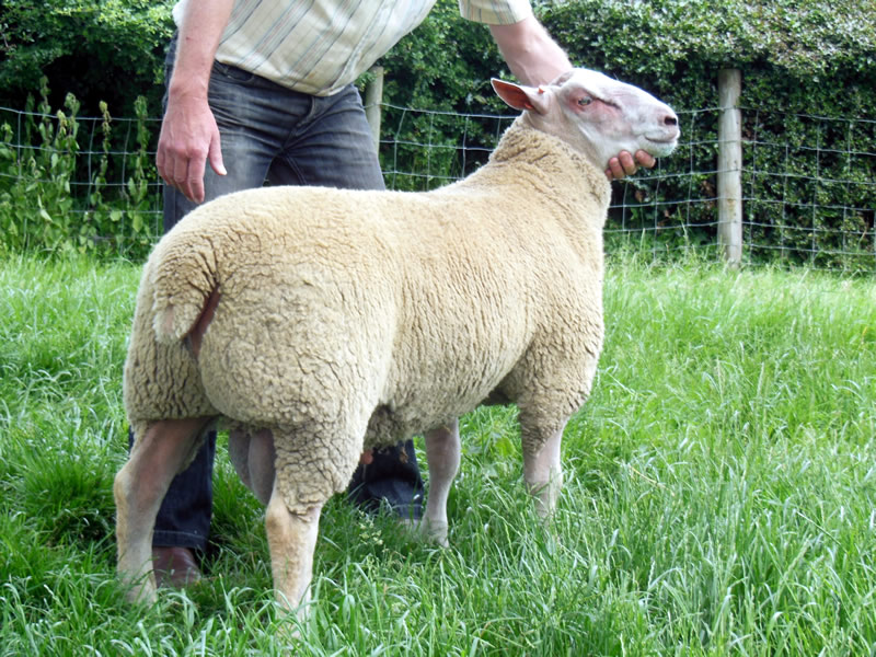 Lot No. 161 &ndash; Edstaston Nobilo